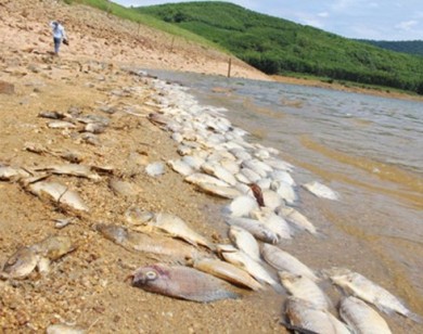 Chủ tịch Quảng Nam chỉ đạo khẩn trương làm rõ nguyên nhân cá chết tại hồ thủy lợi Phước Hà