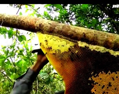 Phân biệt mật ong rừng, mật ong nuôi và mật ong pha trộn nước đường