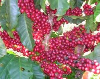Cà phê giảm nhẹ 100 đồng/kg ngày 20/8