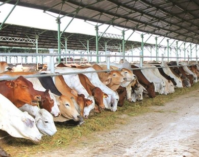 Bầu Đức bất ngờ báo Hoàng Anh Gia Lai lỗ ngàn tỷ