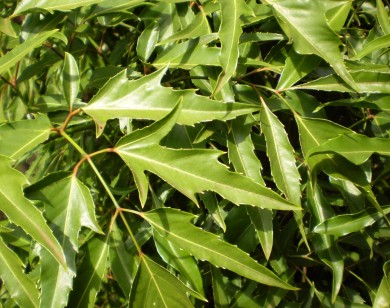 11 bài thuốc hay từ đinh lăng trong vườn nhà