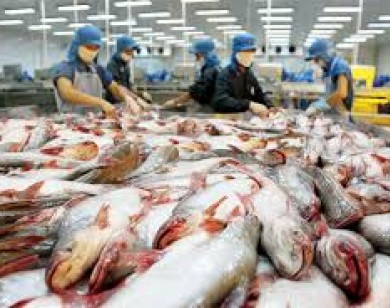 Điêu đứng vì hải sản đóng băng