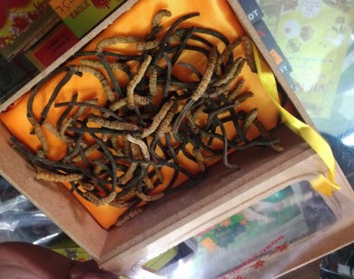 Đông trùng hạ thảo giá 40 triệu/ kg tại Sài Gòn