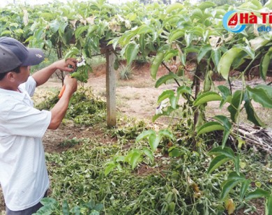 Trồng chanh dây lãi trên 200 triệu đồng/ha/năm