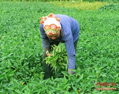 Trồng rau muống 'làm chơi ăn thật' ở Diễn Châu