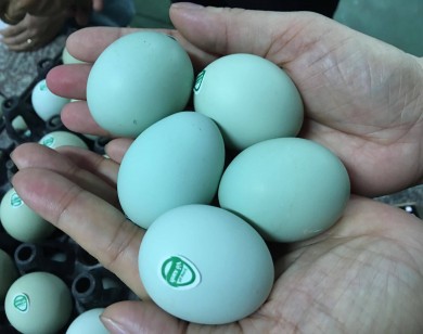 Giật mình trứng gà xanh siêu lạ, mỗi ngày bán 10.000 quả