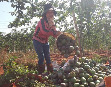 Thao túng chanh dây: 'Kịch bản' mới của thương lái Trung Quốc