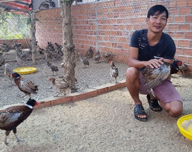 Nuôi chim trĩ đỏ làm giàu