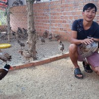 Nuôi chim trĩ đỏ làm giàu