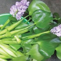 Người Hà Nội ăn "độc - lạ": Bèo tây thành đặc sản