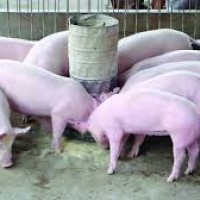 Chất cấm trong chăn nuôi: Chỉ quản được phần ngọn