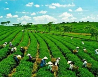 Đã đến lúc nông nghiệp Việt Nam không thể làm theo cách cũ