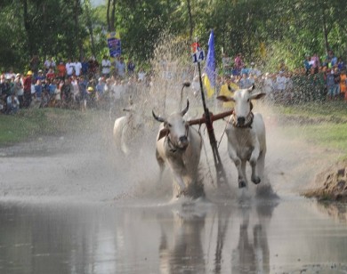 Tưng bừng Lễ hội đua bò Bảy Núi