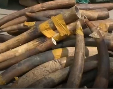 Giữ hơn 300kg ngà voi nhập lậu về đến sân bay Nội Bài