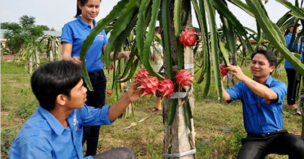 Thanh long làm giàu cho Thanh Chương