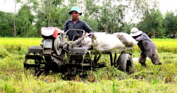 Lúa đã rớt giá lại còn khó bán, dân miền Tây lao đao