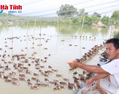 Nuôi vịt trời làm giàu tiền tỷ