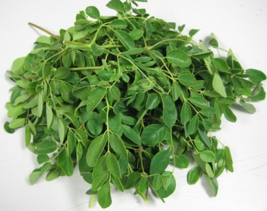 Chùm ngây, loài cây rau giàu protein có thể thay thế thịt cá