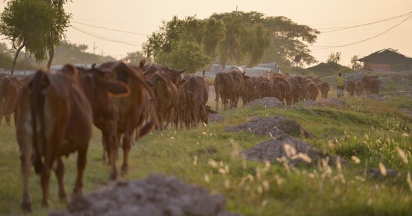 Bò đi hàng đàn, nhởn nhơ trong 'khu sinh thái nghỉ dưỡng' bỏ hoang