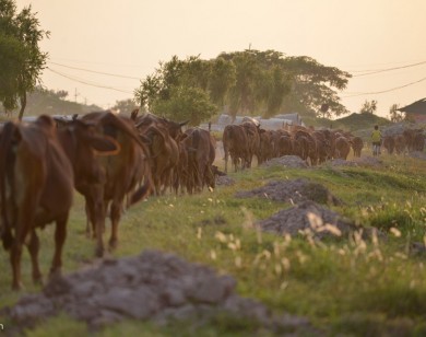 Bò đi hàng đàn, nhởn nhơ trong 'khu sinh thái nghỉ dưỡng' bỏ hoang