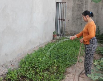 Người Hà Nội trồng rau ngoài đường