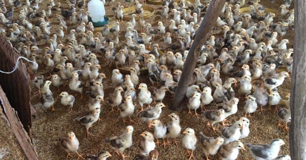 Giúp chuồng gà không mùi nhờ men sống và cát