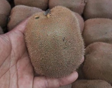 Kiwi Tàu 25 ngàn bán 170 ngàn/kg: Hà Thành hớ nặng