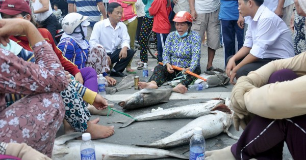 Quốc lộ 51 tê liệt nhiều giờ liền vì… xác cá bè