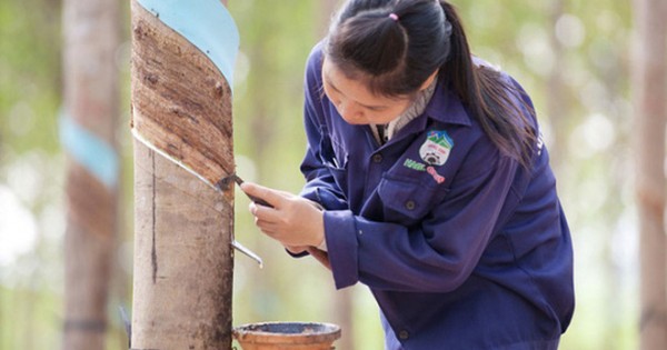 Hoàng Anh Gia Lai tuyển 3.000 nhân lực, dồn sức vào Campuchia và Lào