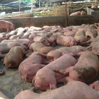 Hà Nam: Một công ty bán 7 tấn cysteamine là chất tạo nac cho heo