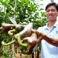 Đà Lạt có ớt khủng dài gần 30cm, nặng 300g