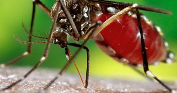 Muỗi vằn ở Nha Trang chứa virus Zika