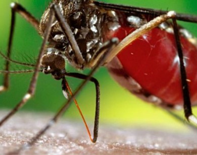 Muỗi vằn ở Nha Trang chứa virus Zika