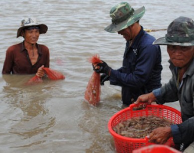 Bảo hiểm nông nghiệp: Điểm tựa cho nông dân