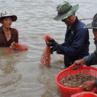 Bảo hiểm nông nghiệp: Điểm tựa cho nông dân
