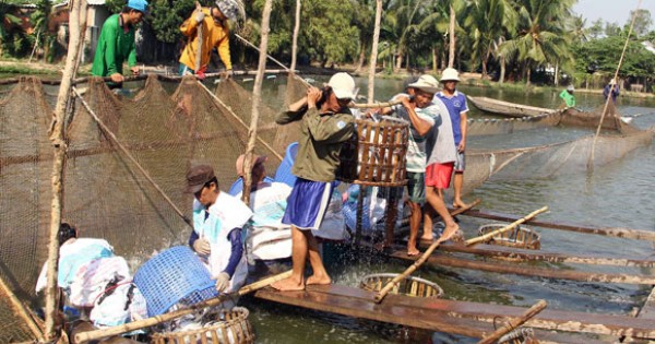 Cá tra tăng giá mạnh, 'cò cá' ồ ạt đổ về ĐBSCL