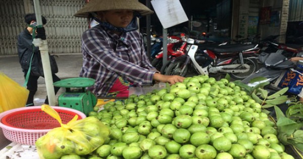 Ổi găng Hà Nội bán ở Sài Gòn 40.000/kg, người mua dồn dập
