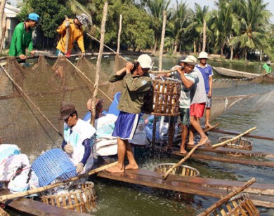 Cá tra tăng giá mạnh, 'cò cá' ồ ạt đổ về ĐBSCL