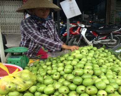 Ổi găng Hà Nội bán ở Sài Gòn 40.000/kg, người mua dồn dập