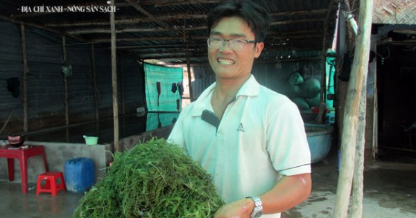 Nông dân lãi cao từ trồng rong nho