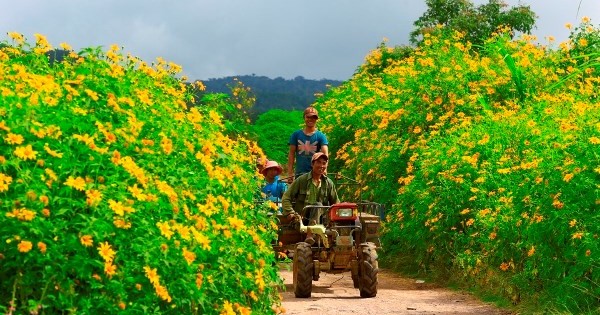 Học sinh 9X đã ủ được phân từ lá cây dã quỳ Tây nguyên