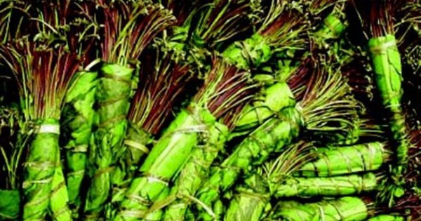 Kiến nghị đưa cỏ Mỹ, lá KHAT vào danh mục tội phạm ma túy