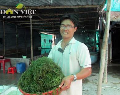 Nông dân lãi cao từ trồng rong nho