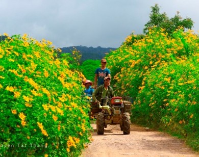 Học sinh 9X đã ủ được phân từ lá cây dã quỳ Tây nguyên