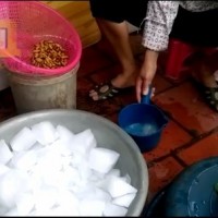 Nhộng tằm thối đen hóa trắng bằng thuốc tẩy