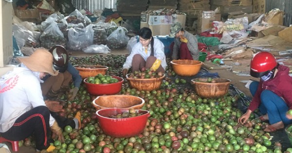 Giá chanh dây tăng giảm thất thường do phụ thuộc thị trường Trung Quốc