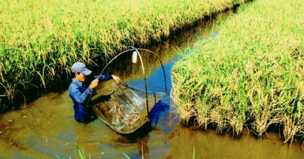 Kiếm tiền tỷ từ mô hình lúa tôm