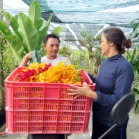 Thu lãi 50 triệu/tháng nhờ trồng hoa lan Mokara