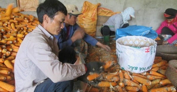Mua ngô làm phân bón