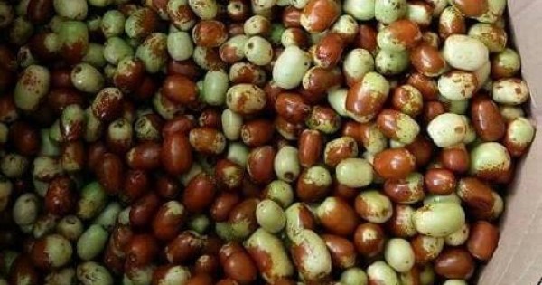 Táo tàu Hàn Quốc 720.000 đồng/kg coi chừng thành... táo Trung Quốc